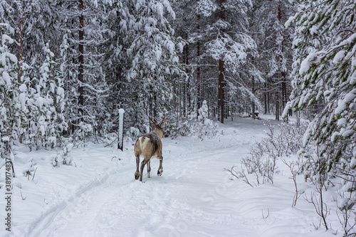 The deer runs along the snowy road of the winter forest.