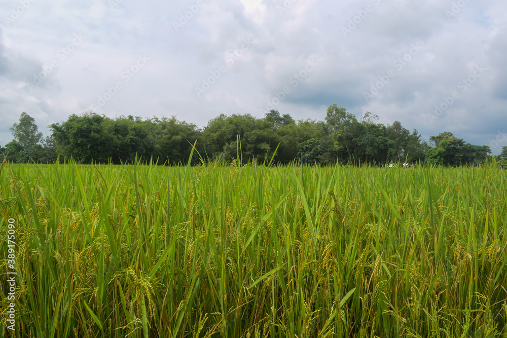 landscape of green paddy field with trees and sky in the background