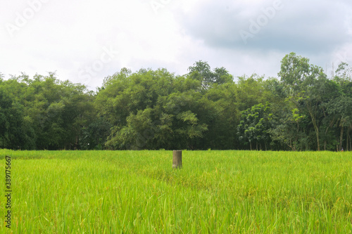 landscape of green paddy field with trees and sky in the background