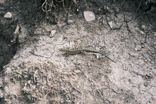 Brownish-green lizard crawls along the ground. Close-up of a small lizard in the highlands