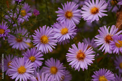 delicate purple flowers in your garden
