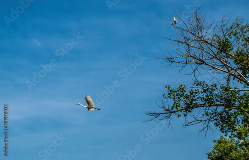 White stork on a background of blue sky