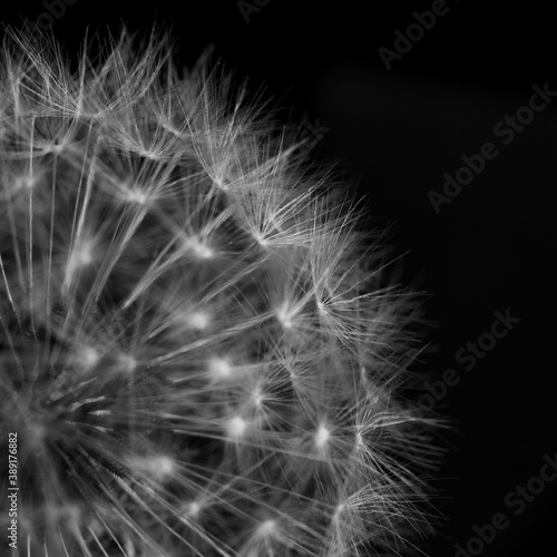 dandelion