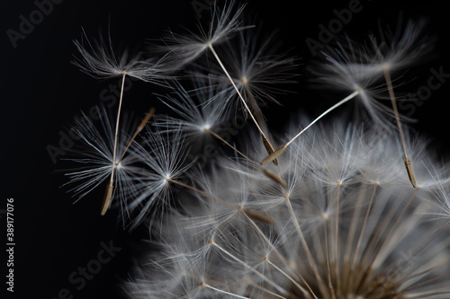 dandelion