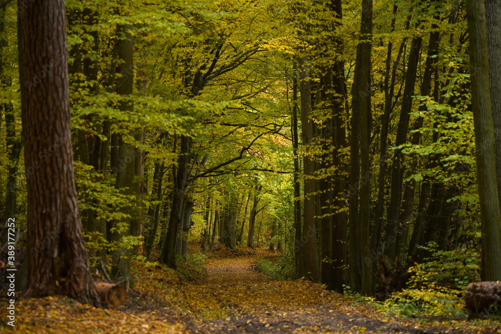 Fototapeta premium Jesienny las liściasty, droga w lesie