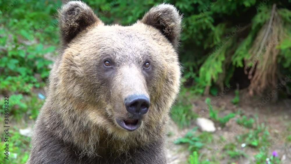 A large portrait of a bear watching its prey. A large portrait of a bear watching its prey.