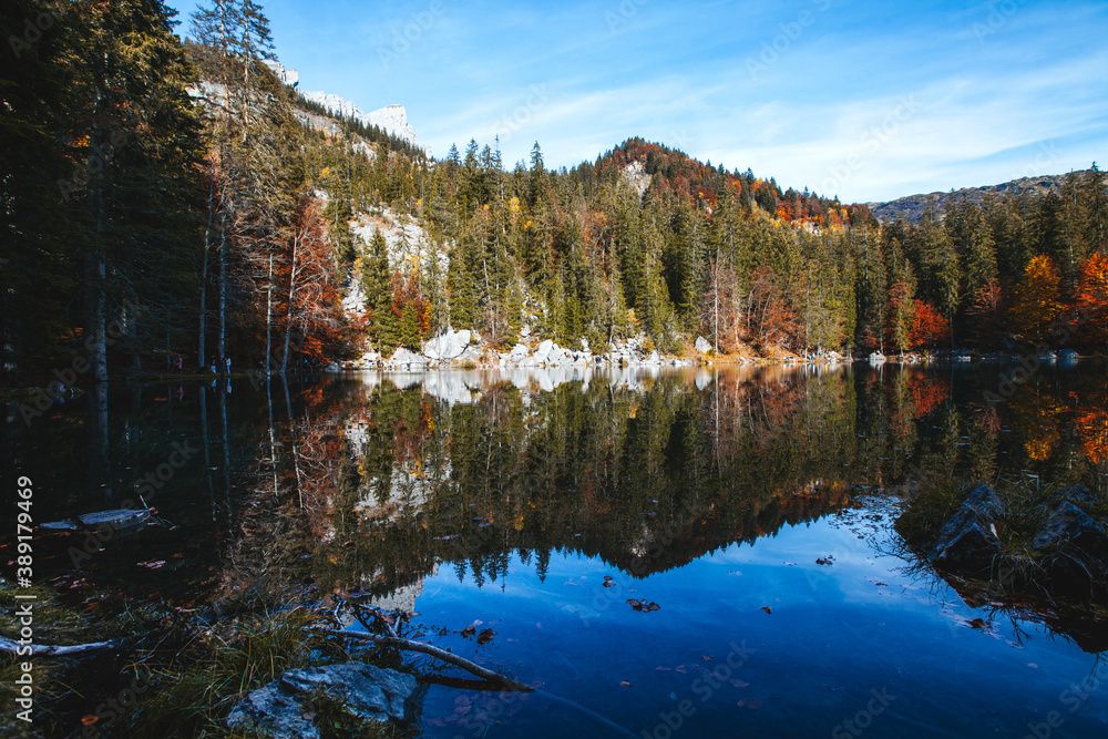 la foret se reflète sur l'eau 