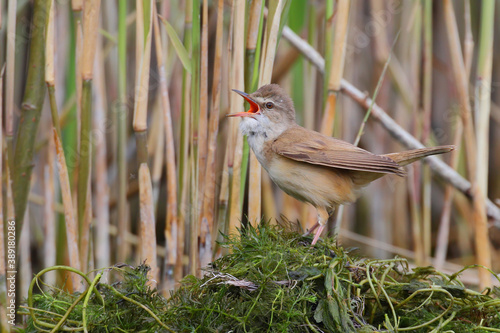 Great reed warbler. Bird in spring. Acrocephalus arundinaceus photo