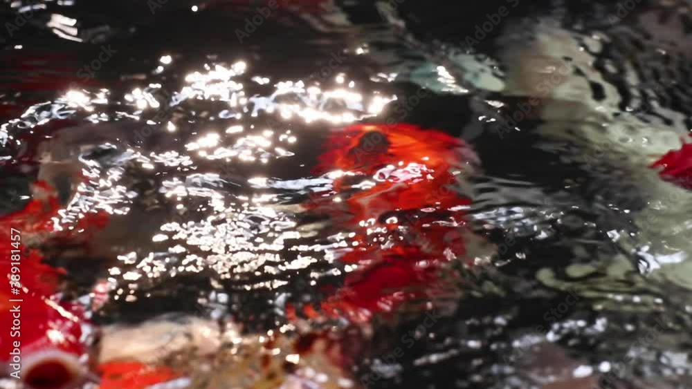 Soft-focus close-up view of variety colorful ornamental Koi Carp, Cyprinus rubrofuscus, swim in sun glare glistening and shimmering pond water. Fish come to the water surface to breathe. Soft-focus close-up view of variety colorful ornamental Koi Carp, Cyprinus rubrofuscus, swim in sun glare glistening and shimmering pond water. Fish come to the water surface to breathe.