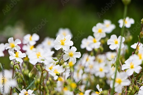 Picture of blossoming flowers called helianthemum apenninum (White Rock-Rose) with selective focus
