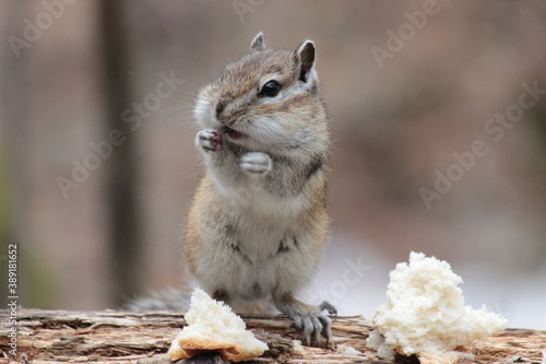 squirrel in the park
