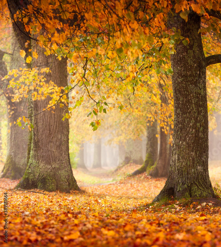 Fototapeta Naklejka Na Ścianę i Meble -  magic autumn forest