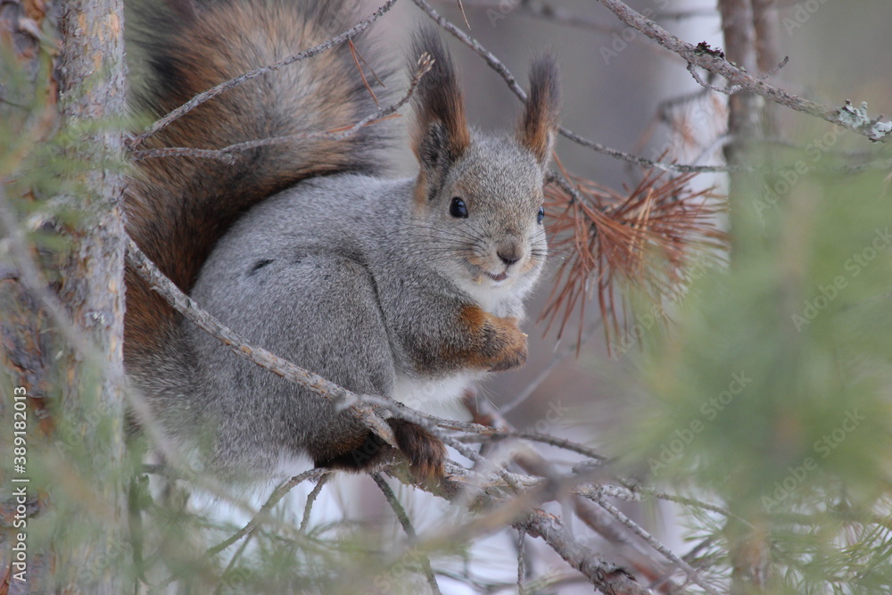 Fototapeta premium squirrel in the park