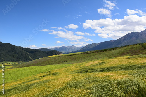 Yellow and green hillside meadow  mountain backdrop  blue skies with light  white clouds  Qinghai  China