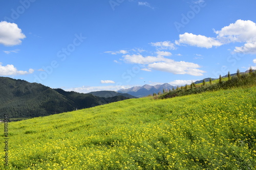 Yellow flowery meadow on a sunny day, mountain backdrop, blue skies with white clouds, autumn, Qilian, China