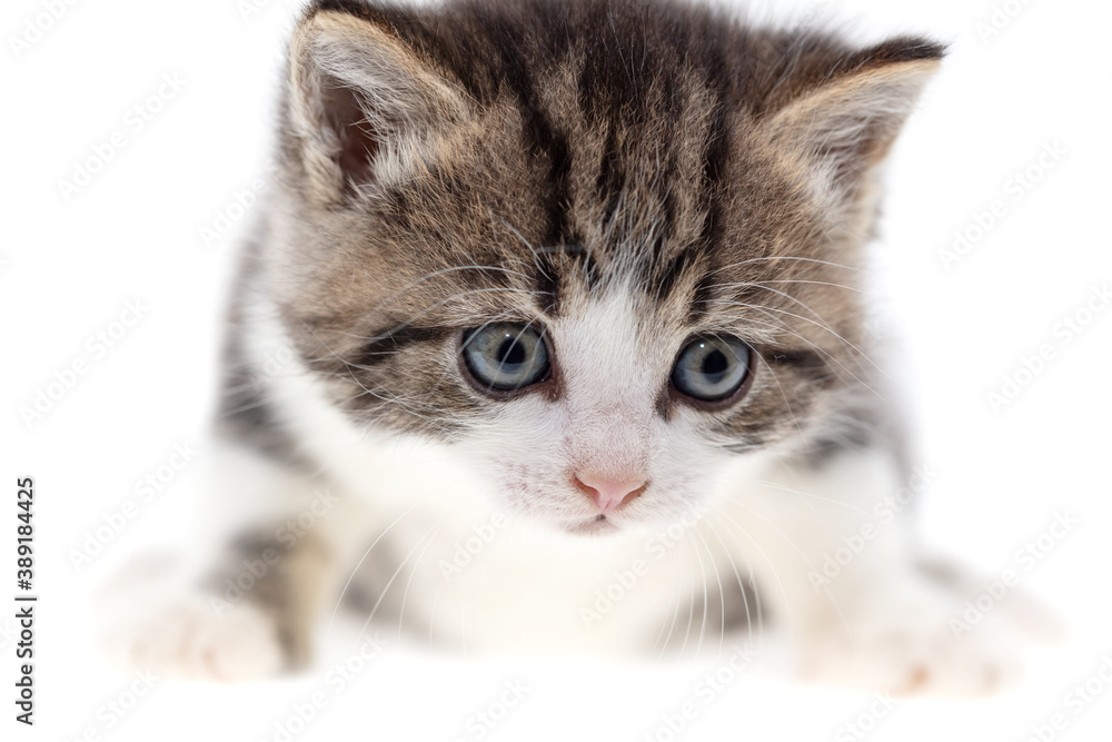 Obraz premium Small kitten isolated on a white background.