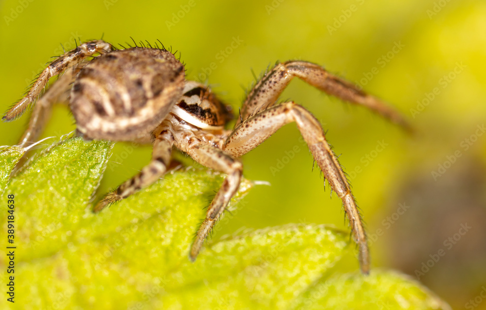 Close-up of a spider in nature.