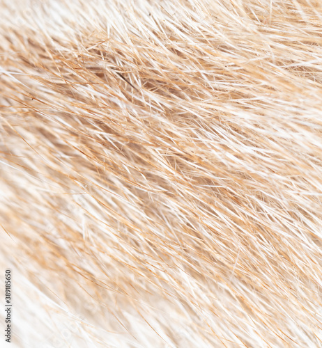 Close-up of fur of a ginger cat as background.