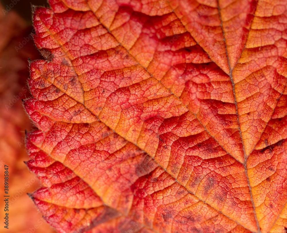 Fototapeta premium Autumn leaf as an abstract background