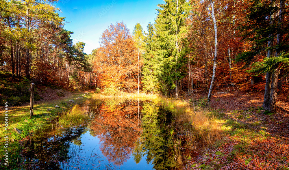 Piante di montagna in autunno