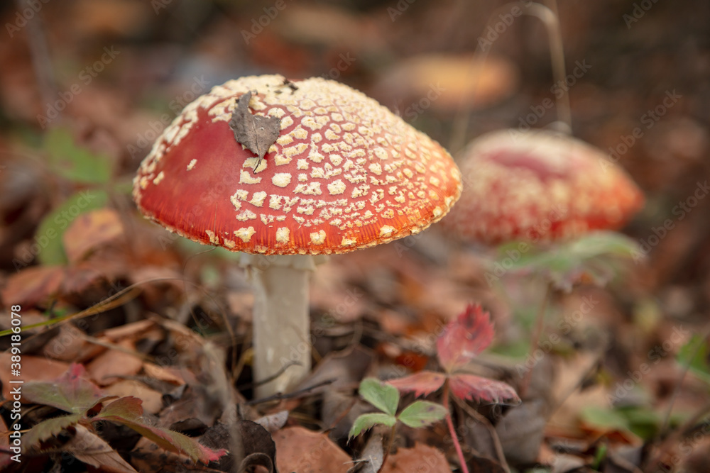 The red fly agaric mushroom grows in the forest. The red fly agaric mushroom grows in the forest.