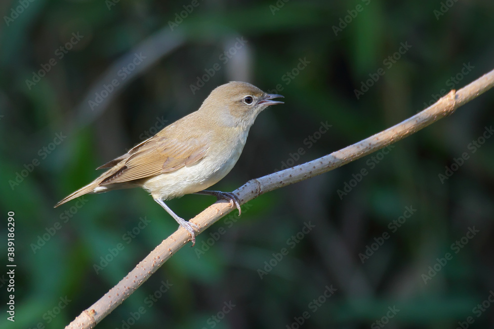 Garden warbler. Bird. Sylvia borin