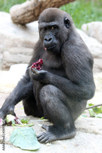 Gorilla © Stephan von Mikusch