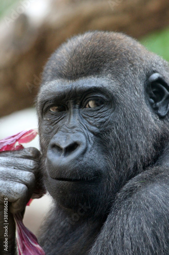 Gorilla © Stephan von Mikusch