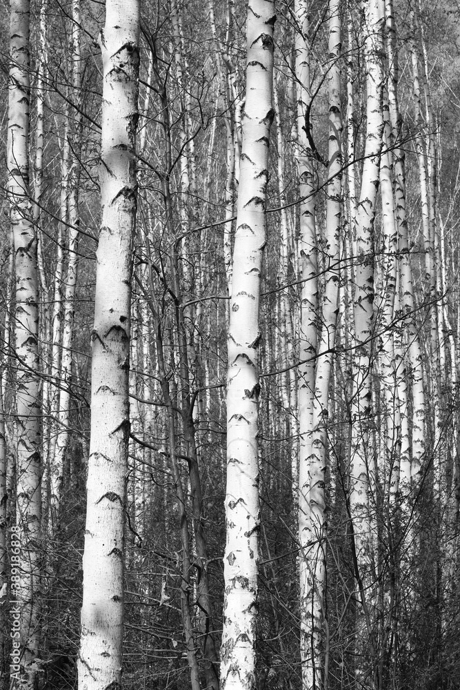 Fototapeta premium Young birches with black and white birch bark in spring in birch grove against background of other birches
