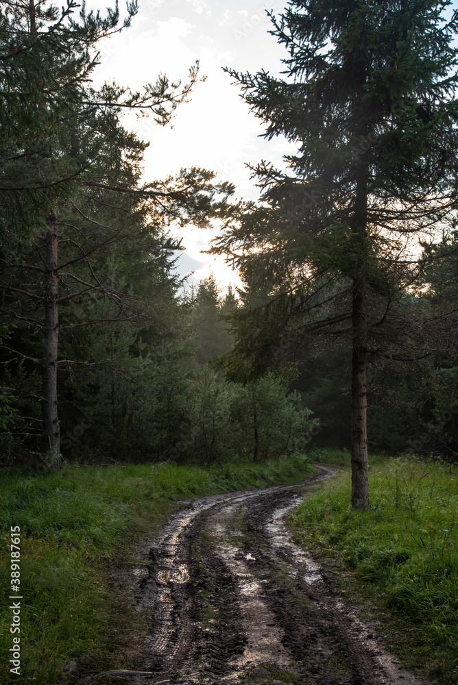 Fototapeta premium Forest road in mountains covered in red mud after rain