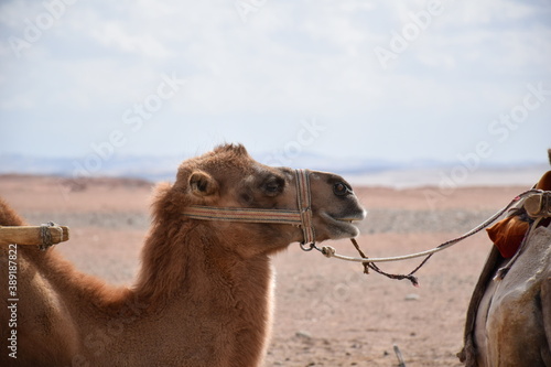 Side portrait of camel with head harness  desert sand dune backdrop  Gansu  China