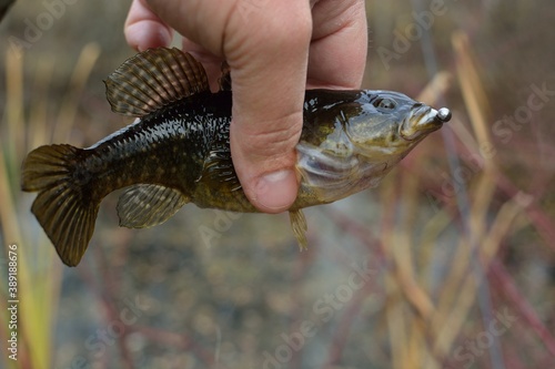 Summer fishing on the lake, Perccottus glenii photo