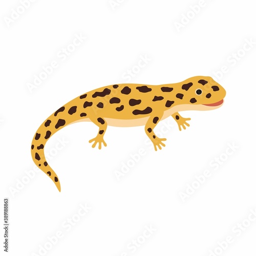 Yellow lizard  spotted Salamander isolated on white background.