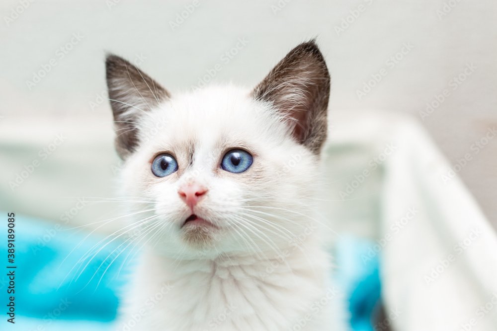 Close-up portrait of a beautiful white 4 weeks old kitten with blue eyes. Image for veterinary clinics, sites about cats, for cat food. Front view