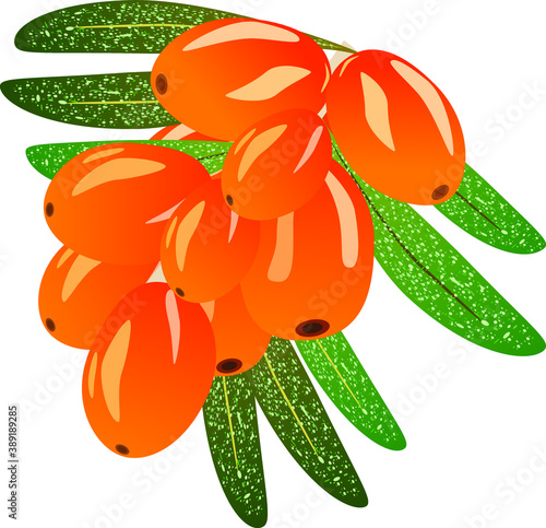 sea buckthorn twig with leaves, orange berries, vector drawing, isolate on white