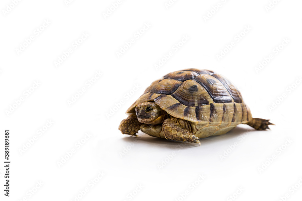 Reptiles living on the planet for many years Reptiles living on the planet for many years
