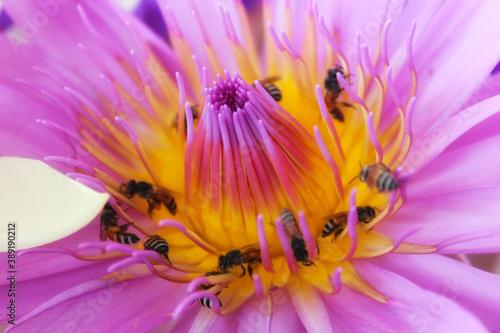 Bees Pollination in the flower