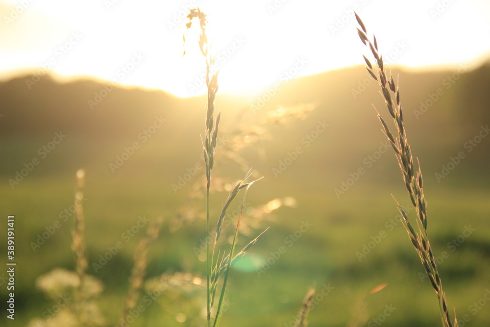 Fototapeta premium Summer vibes