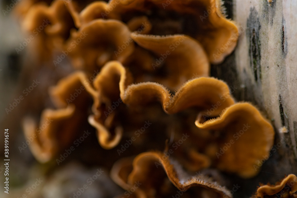 Yellow-brown tree mushrooms growing on a birch log Yellow-brown tree mushrooms growing on a birch log