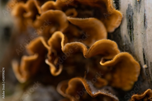 Yellow-brown tree mushrooms growing on a birch log