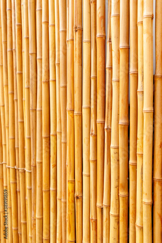 View of several bamboo sticks in vertical form