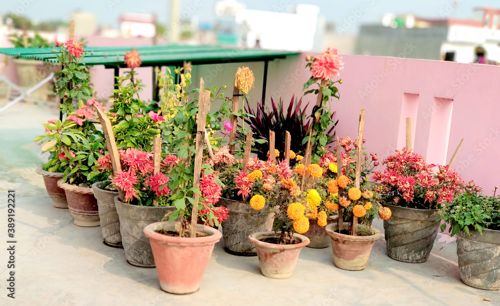 Small herb and flower garden built on terrace or roof Small herb and flower garden built on terrace or roof