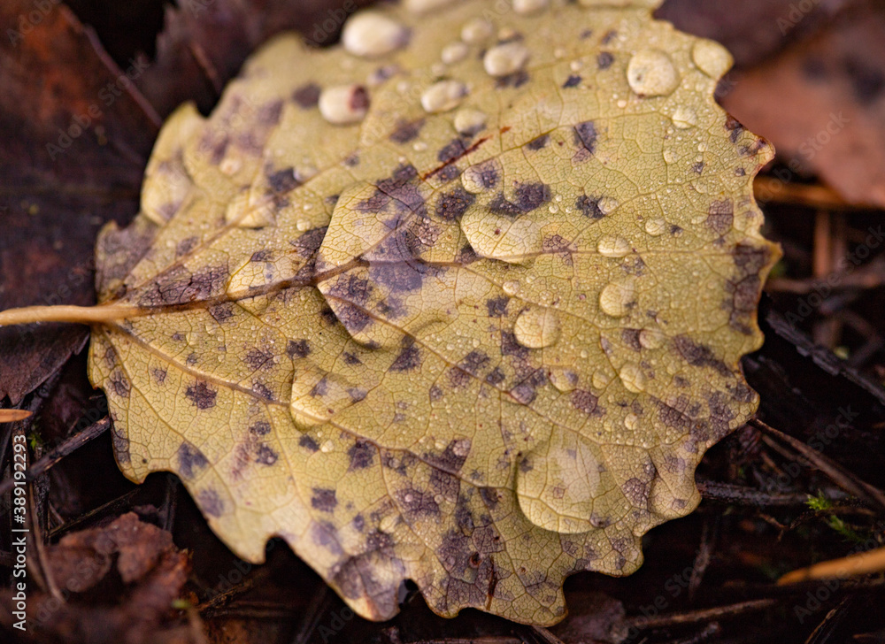Macro photo of yellow autumn aspen licht covered with raindrops on dark background