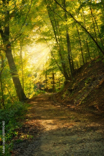 Fototapeta Naklejka Na Ścianę i Meble -  Macro of mushroom in autumn forest