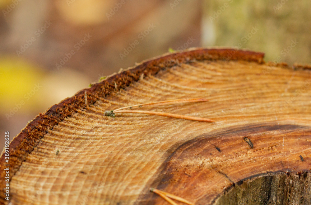 The texture of a brown saw cut wood of a warm shade with wood defects The texture of a brown saw cut wood of a warm shade with wood defects