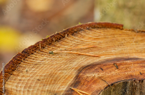 The texture of a brown saw cut wood of a warm shade with wood defects photo