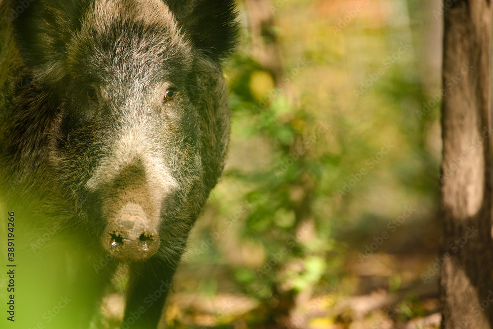 Wild boar - Sus Scrofa in woods Wild boar - Sus Scrofa in woods