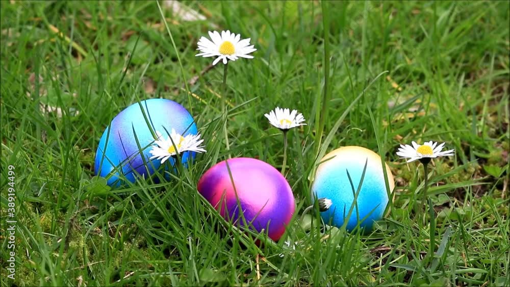 colorful easter eggs lying in grass
colorful easter eggs lying in grass