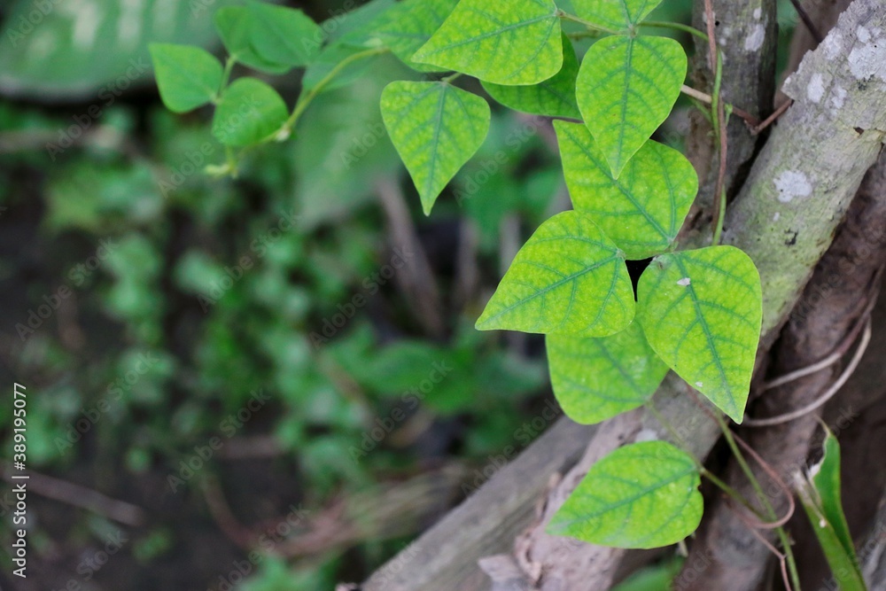 Green leaf ivy On natural background, out door. Green leaf ivy On natural background, out door.