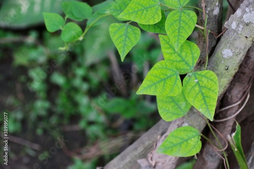 Wallpaper Mural Green leaf ivy On natural background, out door. Torontodigital.ca